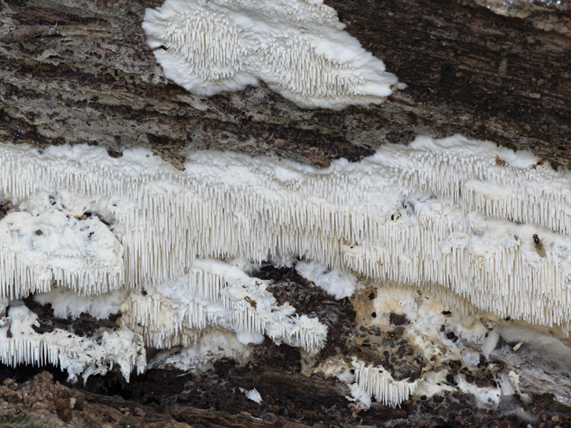 Dentipellis fragilis